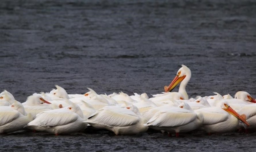 Community of Pelican Narrows