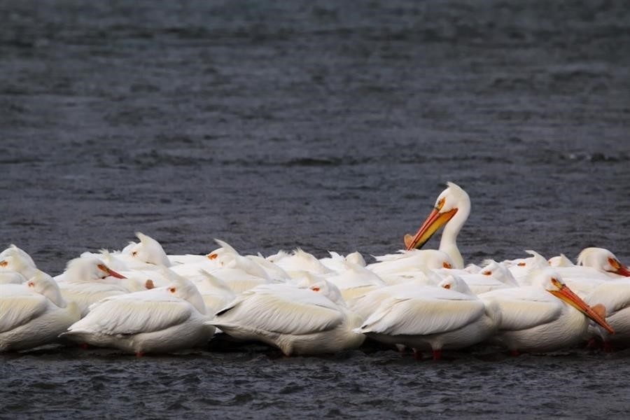 Pelican Narrows